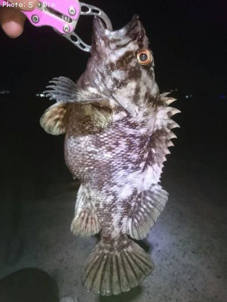 ��饽��