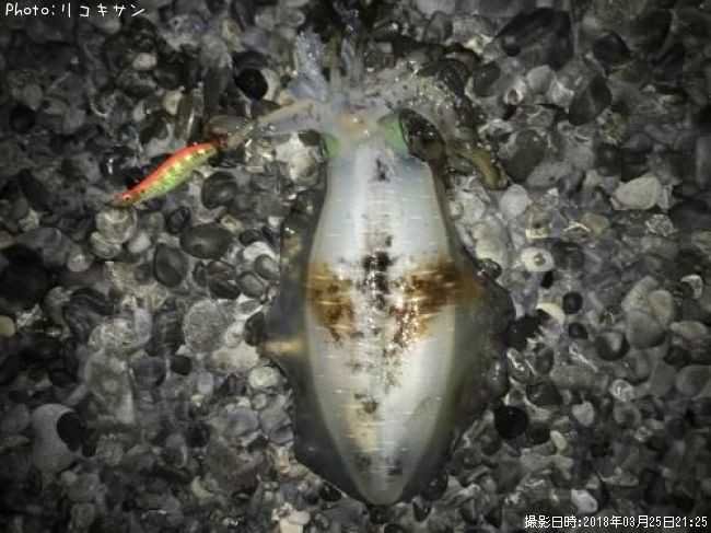 �����ꥤ��