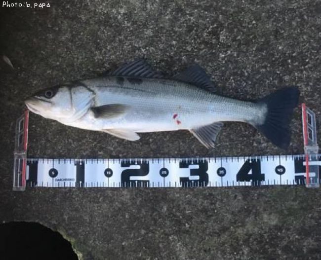 �����Х�