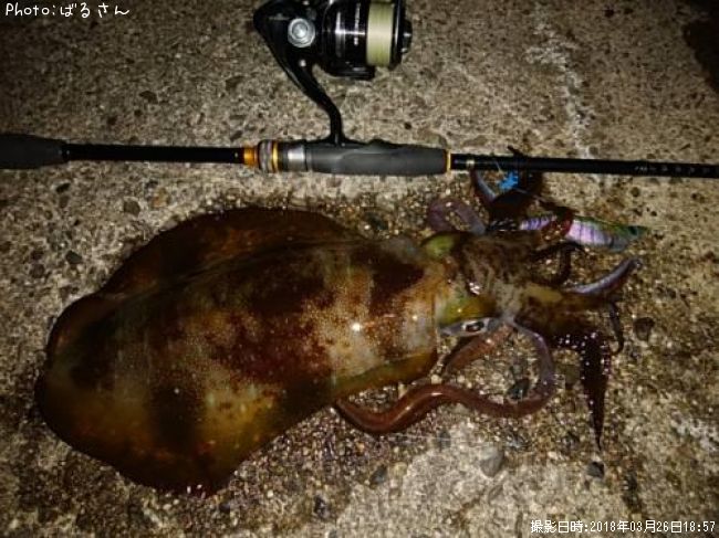 �����ꥤ��