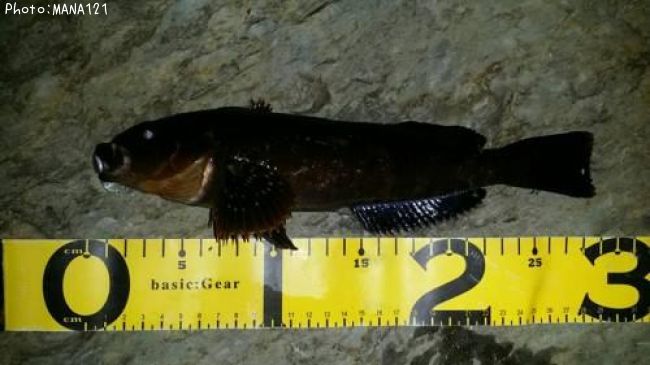 �����ʥ�