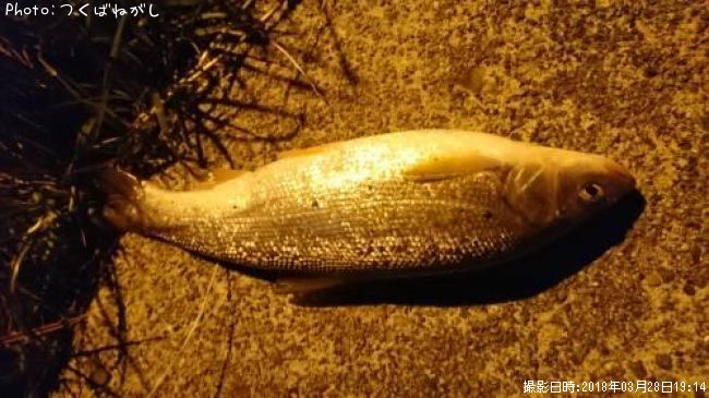 �ޥ륿������