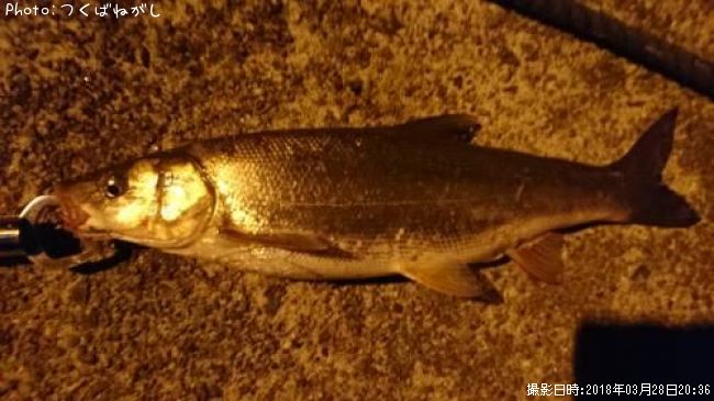 �ޥ륿������