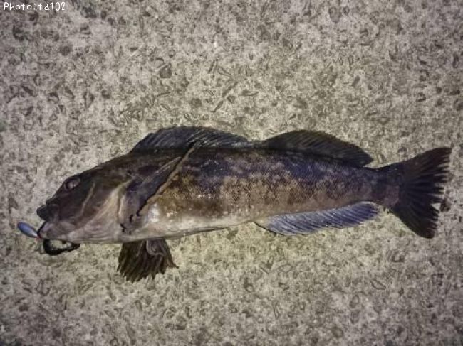 �����ʥ�