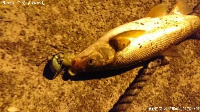 �ޥ륿������