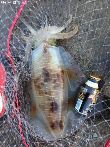 �����ꥤ��