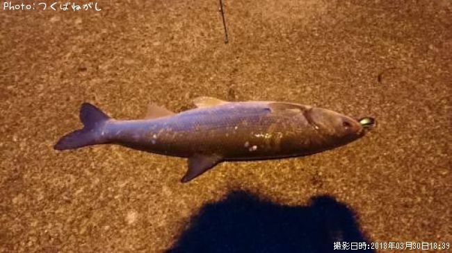 �ޥ륿������