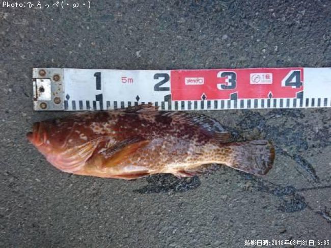 �����ϥ�