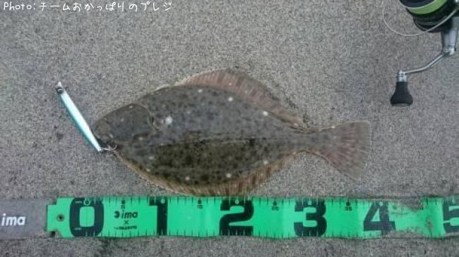 �������쥤