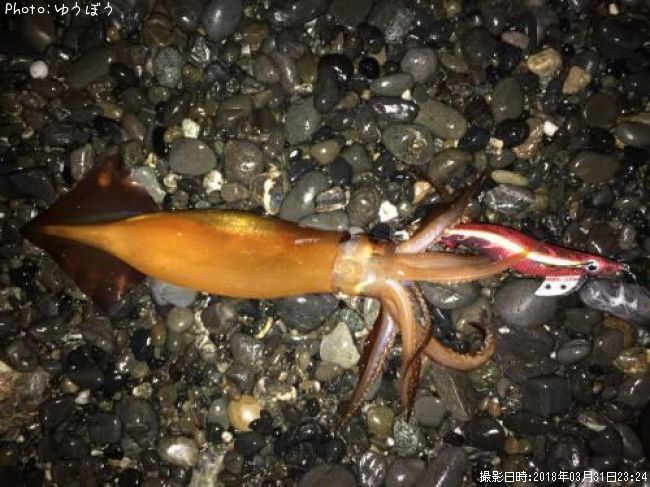 ��ꥤ���ʡ���