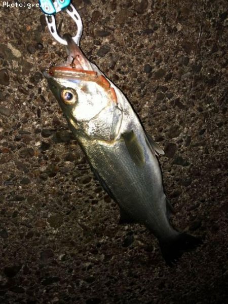 �����Х�