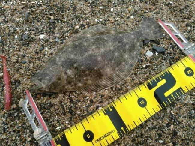 �ҥ��ʥ�����