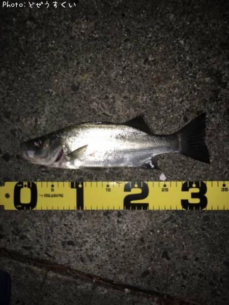 �����Х��ʥҥ饻������