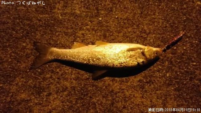 �ޥ륿������