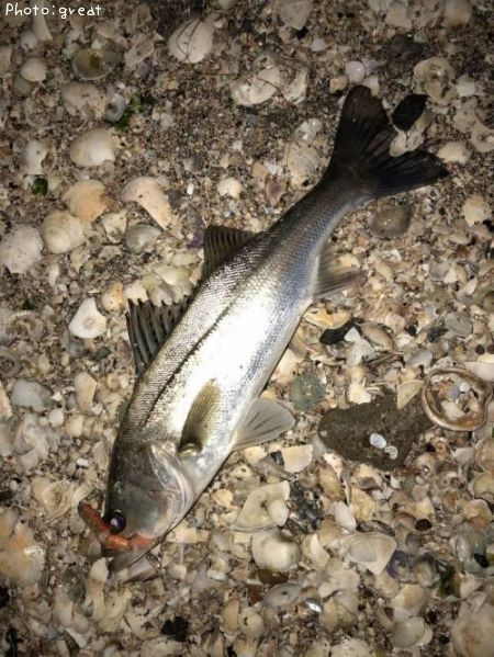 �����Х�