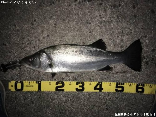 �����Х��ʥҥ饹������