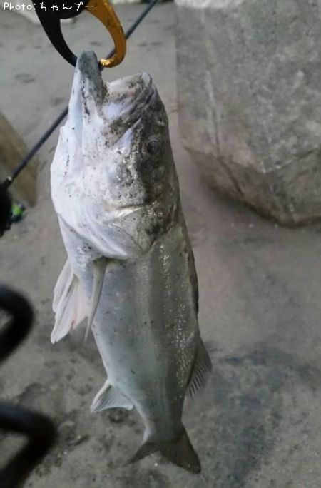 �����Х�