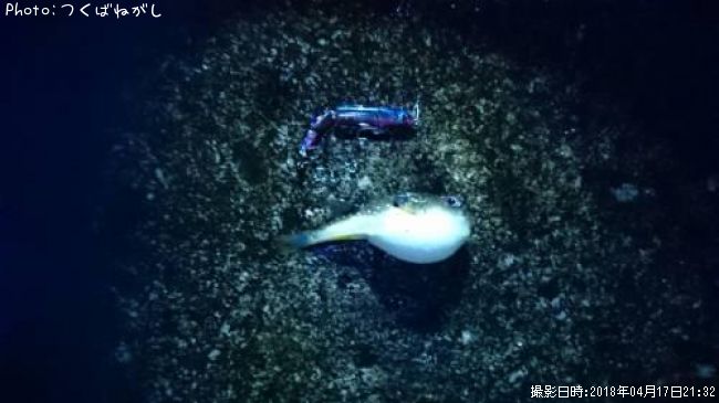 �����ե�