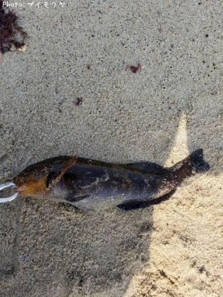 �����ʥ�