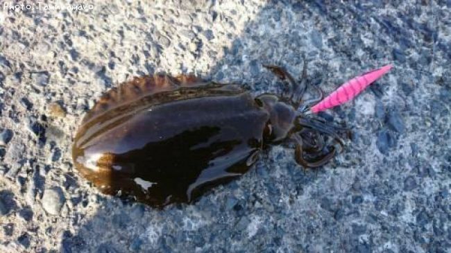 �����ꥤ��