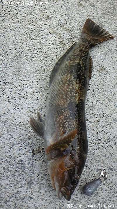 �����ʥ�