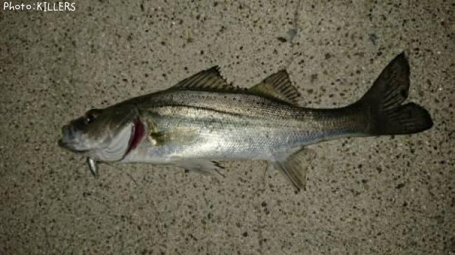 ���åѡʥ����Х���