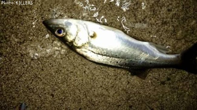 ���åѡʥ����Х���