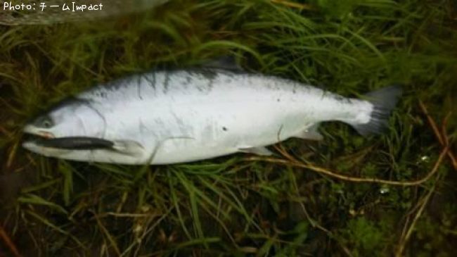 ������ޥ�