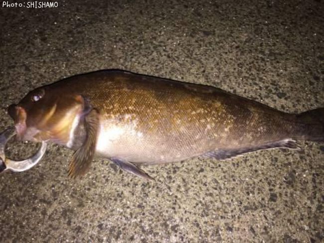 �����ʥ�