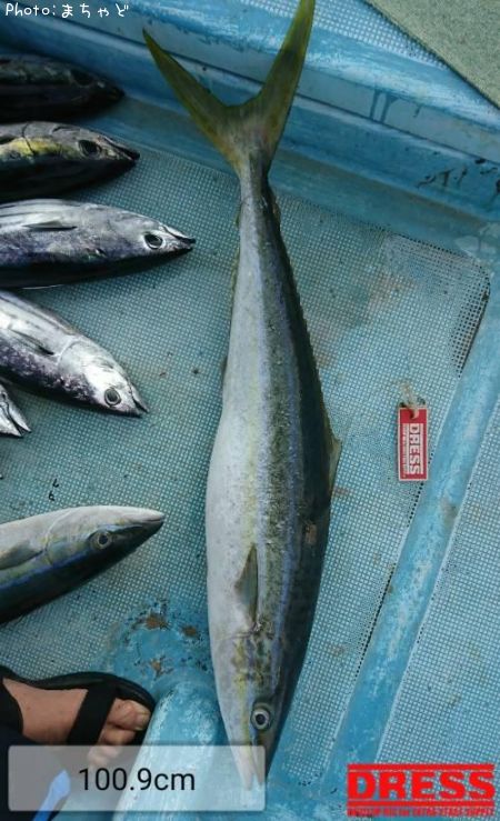 ��ޥȥʥ�����ڥĥ�֥��