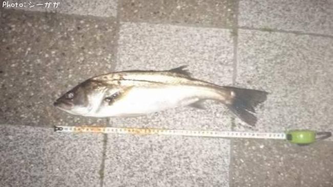 �����Х�