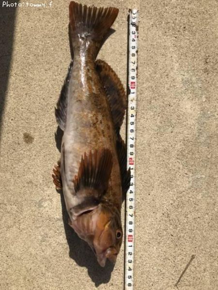 �����ʥ�