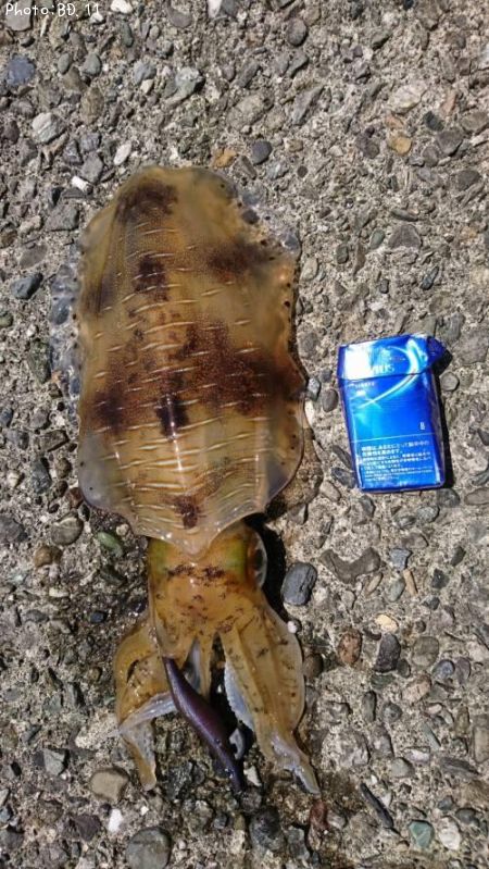 �����ꥤ��