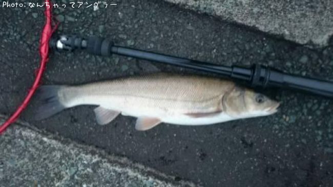 �˥������