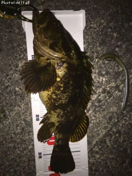 �٥å�������