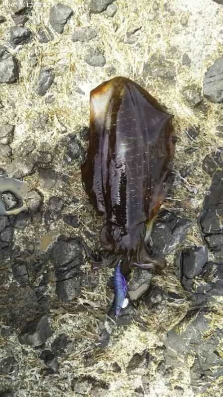 �����ꥤ��