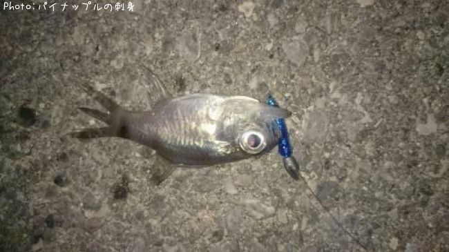 �ͥ�֥ĥ�����