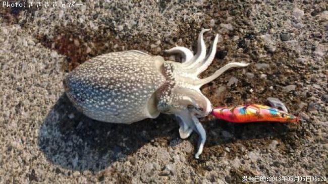 ����䥱����