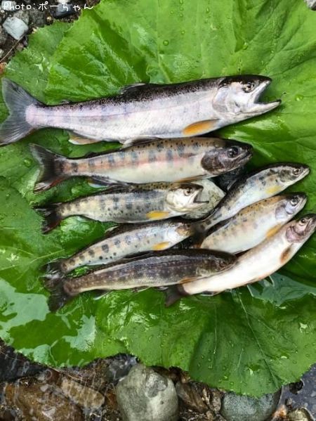 ��ޥᡡ�����