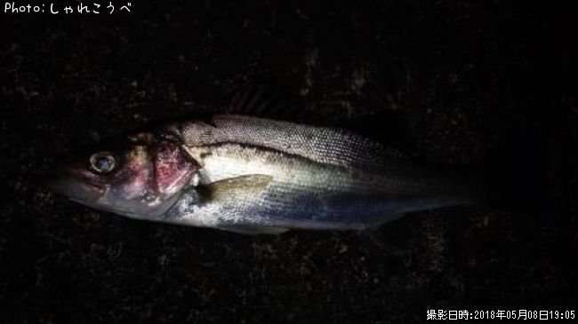 �����Х�