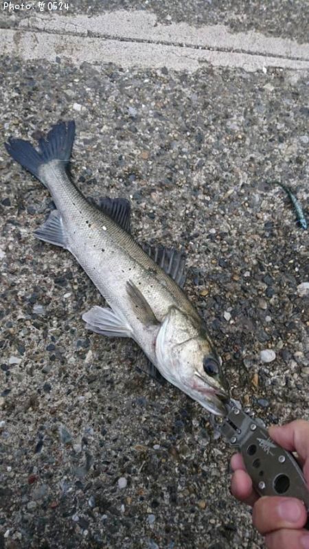 �����Х�