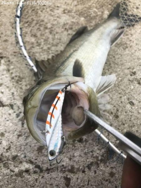 �����Х�