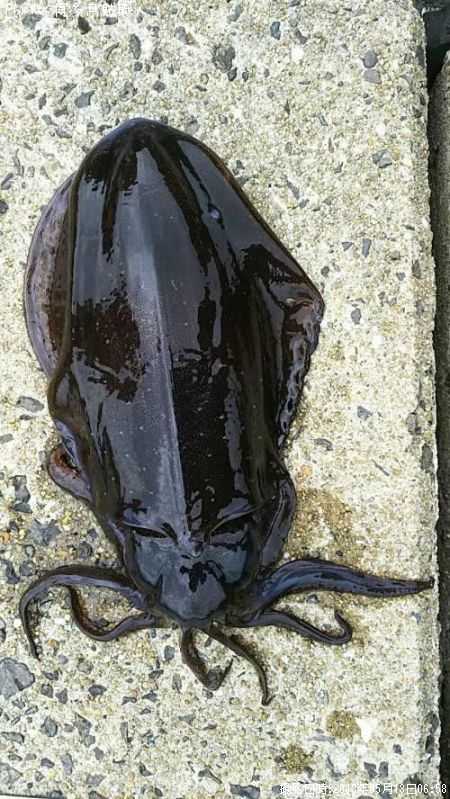 �����ꥤ��