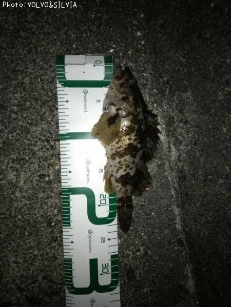 �����Υ���Х�