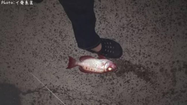 �ۥ���������ȥ�