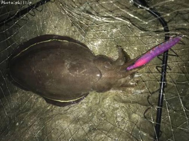 ��󥴥�����