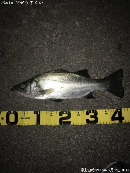 �����Х��ʥҥ饻������