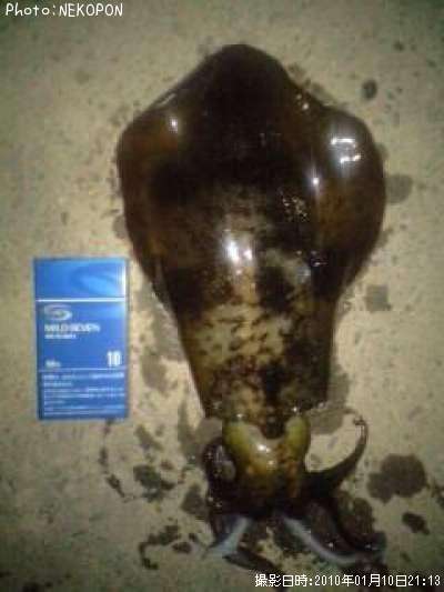 �����ꥤ��