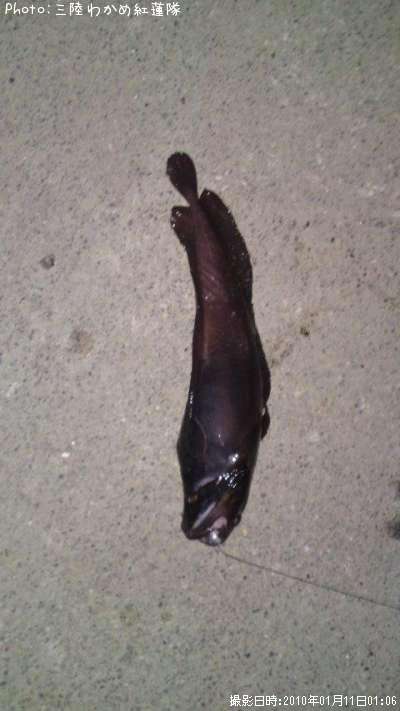 �������������ʥ�