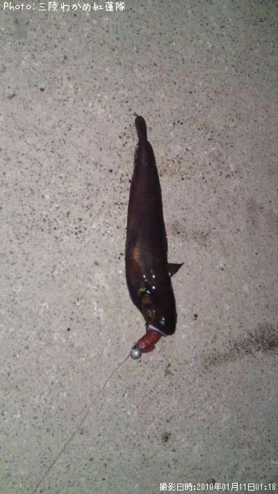 �������������ʥ�